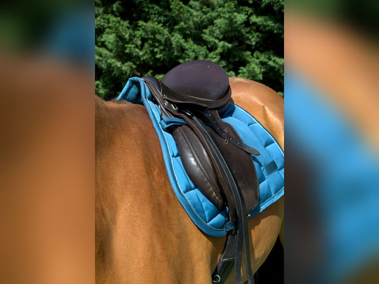 Stübben Parzival Springsattel 