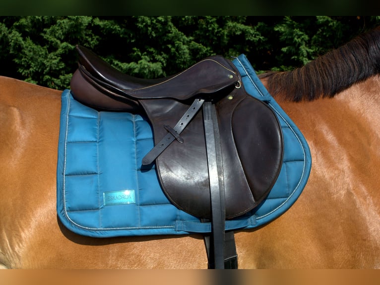 Stübben Parzival Springsattel 