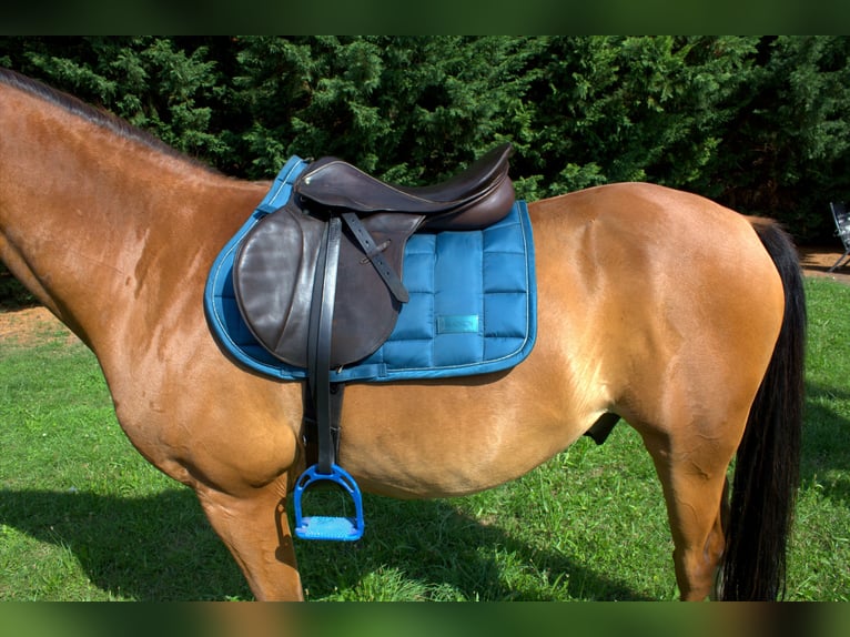 Stübben Parzival Springsattel 