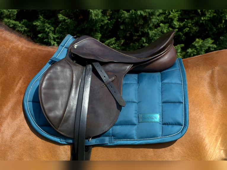 Stübben Parzival Springsattel 