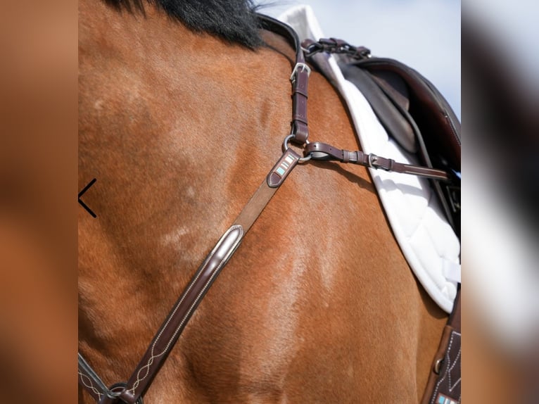 Voltaire Sattel mit Zubehör