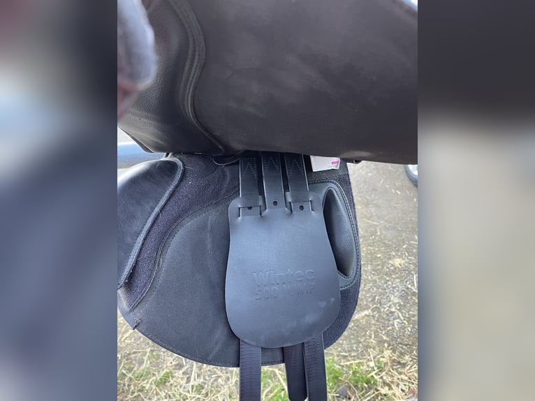 Wintec Springsattel - fast neu, nur 10x benutzt