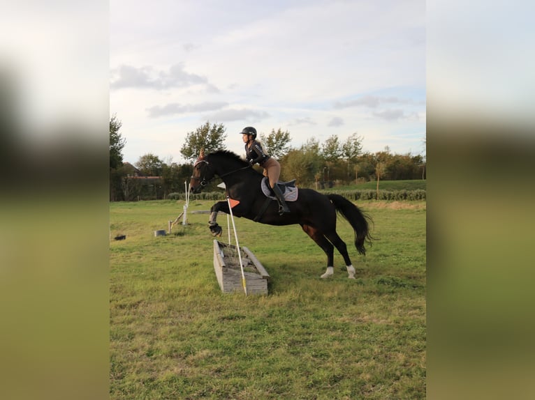 Wintec Springsattel - fast neu, nur 10x benutzt