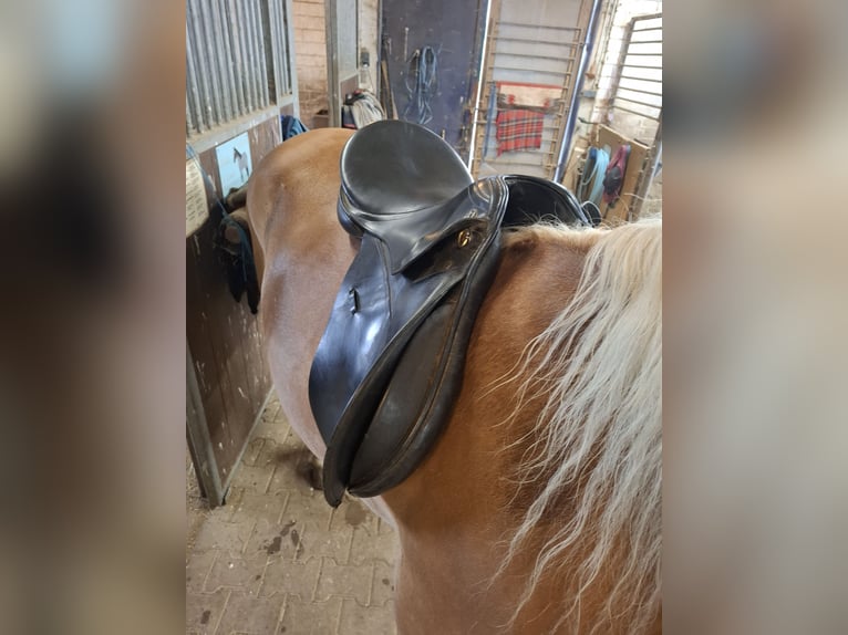 17" Vielseitigkeits Sattel 