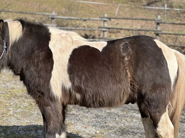 Freizeitsattel für kurze breite Pferde — 40 cm 17“ KW 35, Probeversand — VS Wanderreiten Trekking