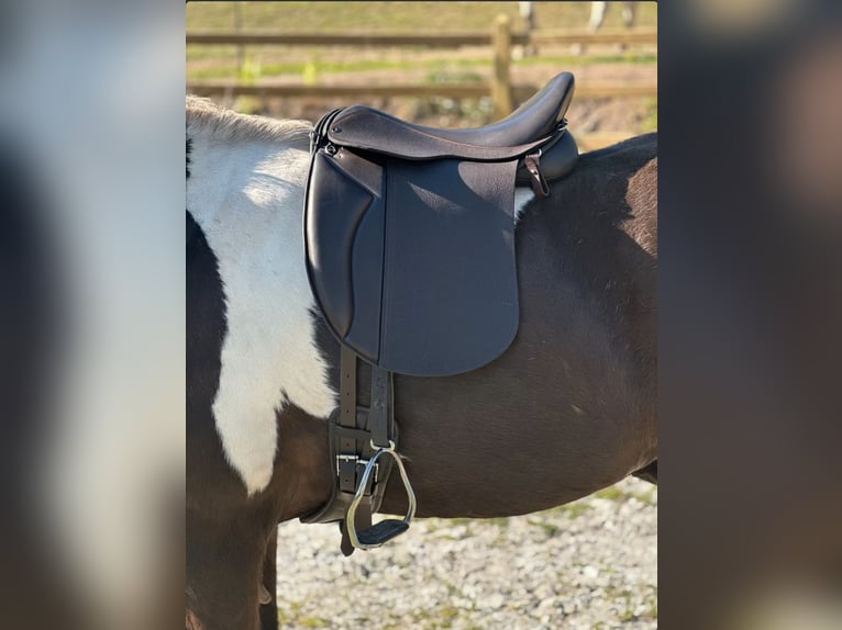 Freizeitsattel für kurze breite Pferde — 40 cm 17“ KW 35, Probeversand — VS Wanderreiten Trekking