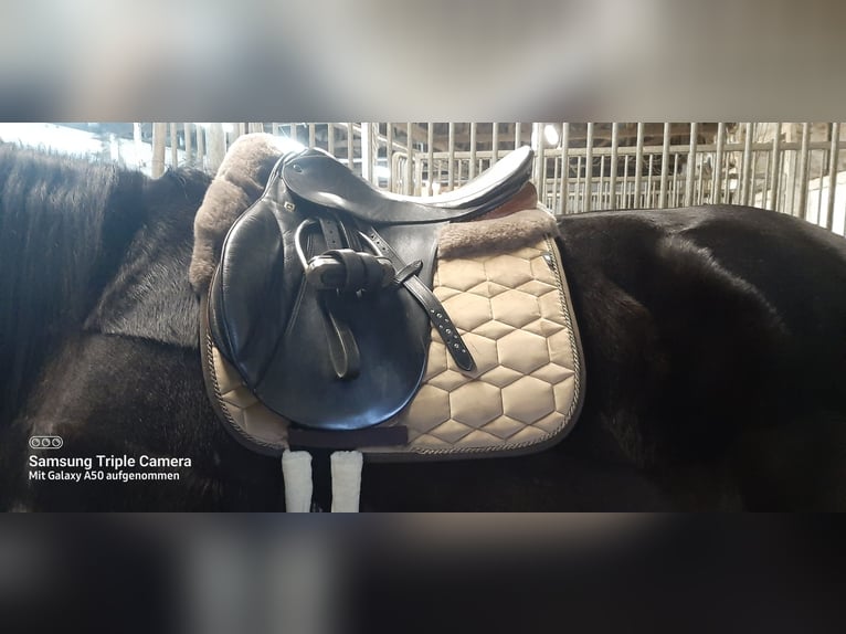 Gestohlen! Stübben Siegfried VSD zweifarbig KW 29