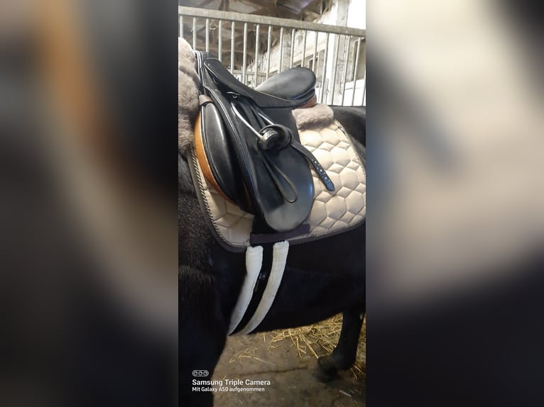 Gestohlen! Stübben Siegfried VSD zweifarbig KW 29