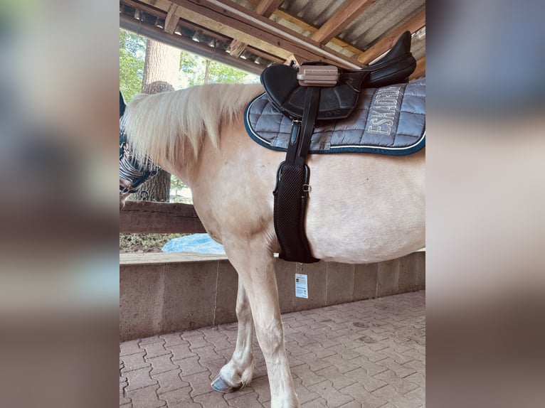 JC Saddlery – Argentina Wie Neu