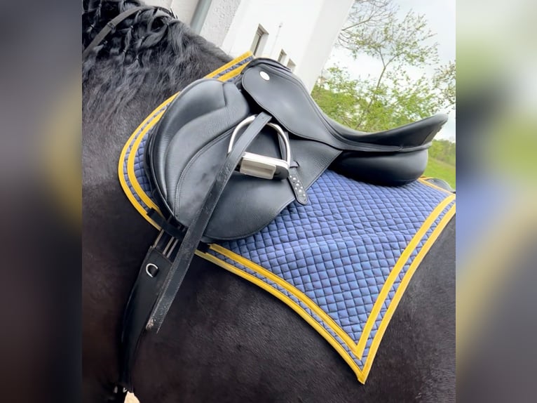 Kaltblutsattel horse&passion