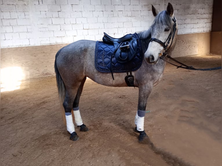 Kieffer Junior Master VSD Vielseitigkeitssattel Schwerpunkt Dressur 17"