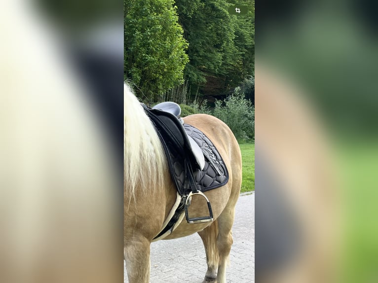 MASSIMO VS SATTEL 17.5 ZOLL WIE NEU ‼️