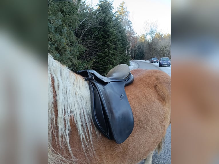 Passier Paxton Vielseitigkeitssattel 17 Zoll