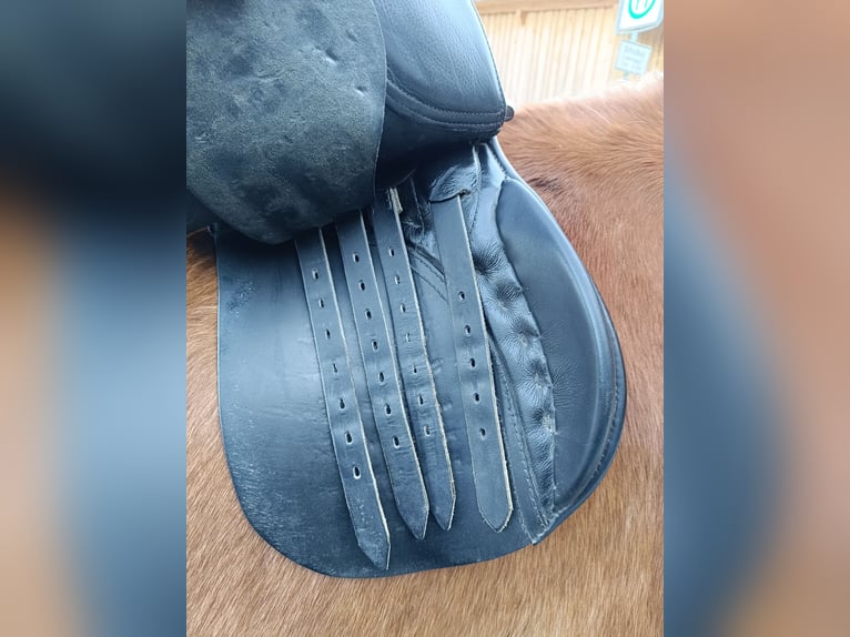 Passier Paxton Vielseitigkeitssattel 17 Zoll