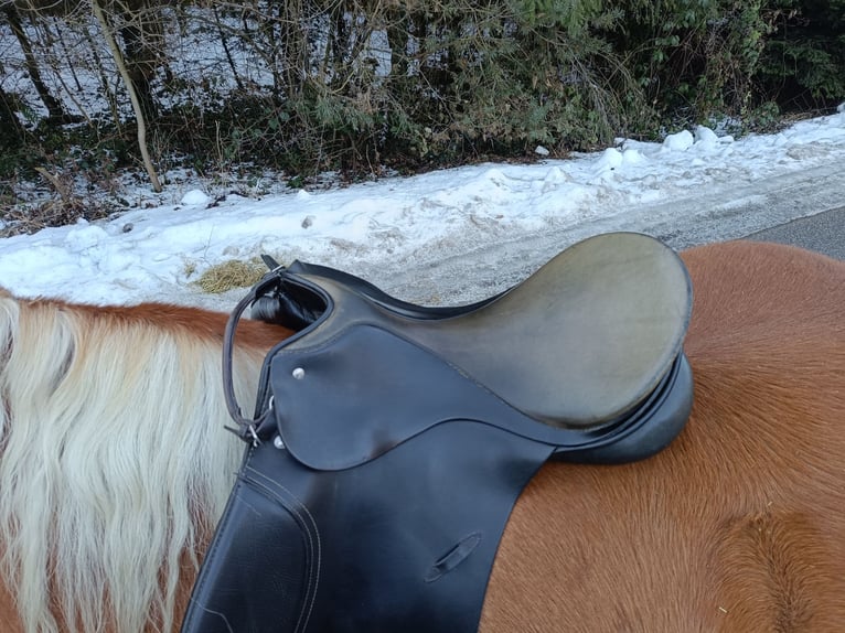 Passier Paxton Vielseitigkeitssattel 17 Zoll