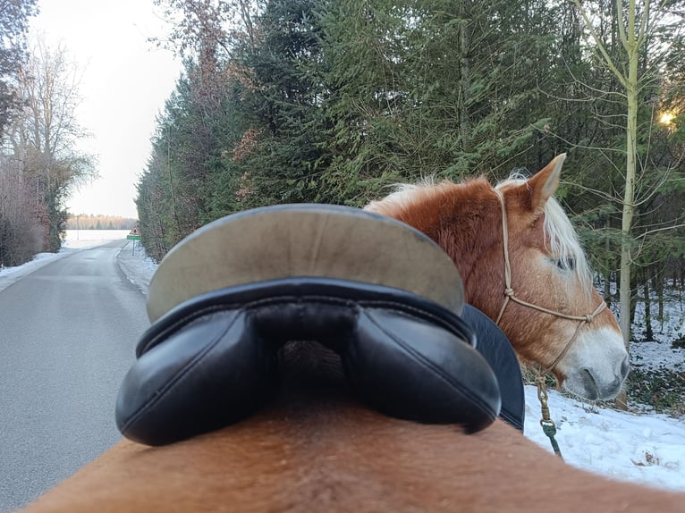 Passier Paxton Vielseitigkeitssattel 17 Zoll