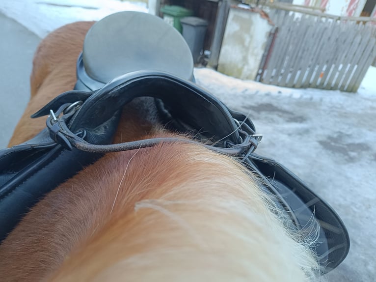 Passier Paxton Vielseitigkeitssattel 17 Zoll