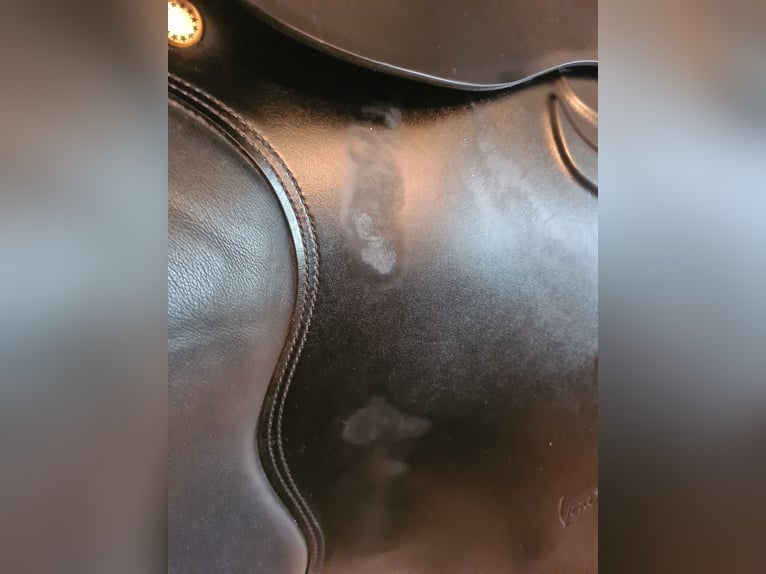 Prestige Venezia VS 17/33