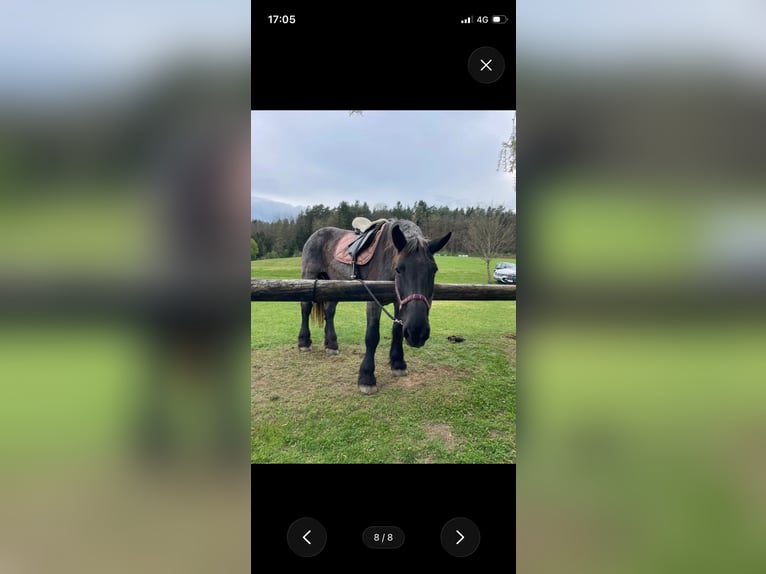 Sattel für Kaltblut