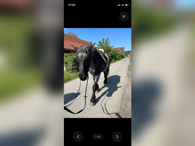Sattel für Kaltblut