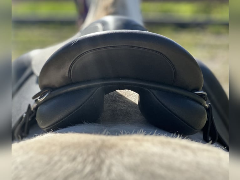 Schluss mit Rutschen! Sattel-Set für Isländer Haflinger Tinker Welsh COB und kurze breite Ponys