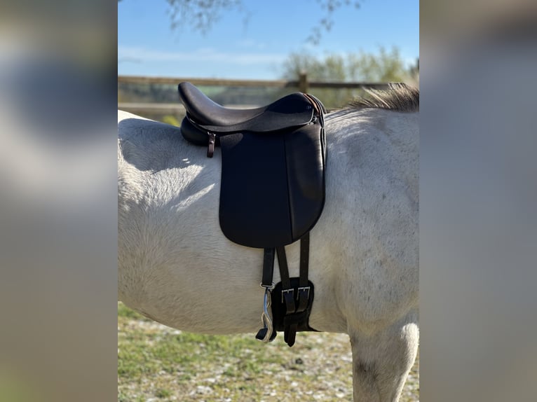 Schluss mit Rutschen! Sattel-Set für Isländer Haflinger Tinker Welsh COB und kurze breite Ponys