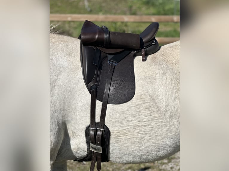 Schluss mit Rutschen! Sattel-Set für Isländer Haflinger Tinker Welsh COB und kurze breite Ponys