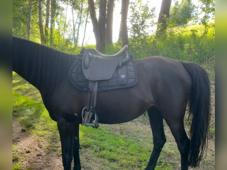 Sommer Remos X-Cross