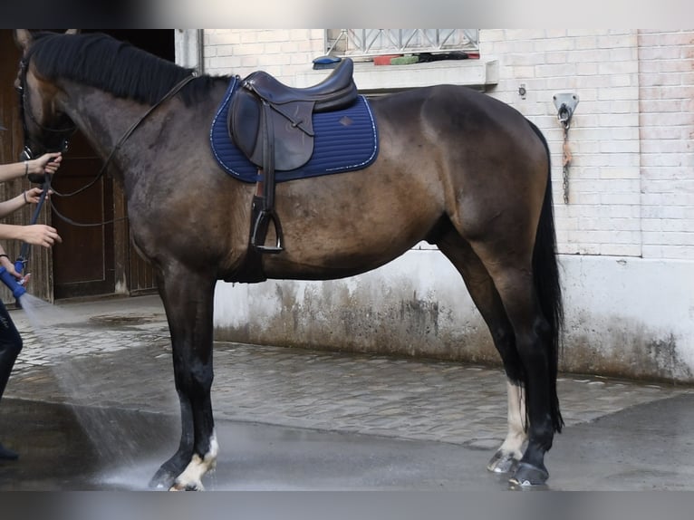 Vielseitigkeits-Sattel Prestige Venus VS