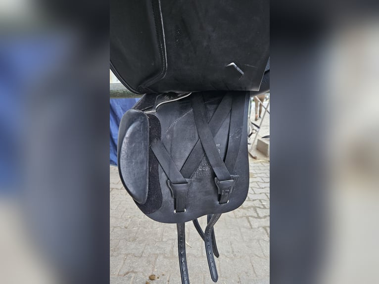 Vielseitigkeitssattel Butterfly "Sophie" in schwarz, Top-Zustand