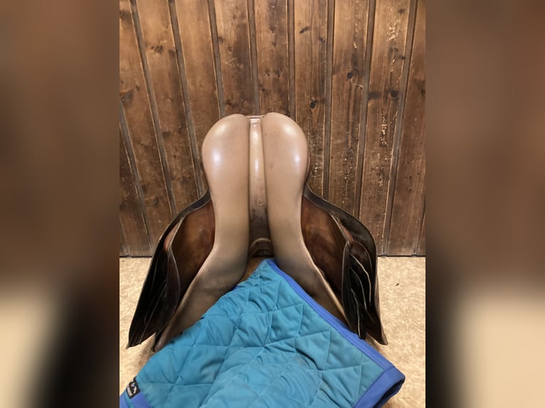 Vielseitigkeitssattel - Felsbach Husar