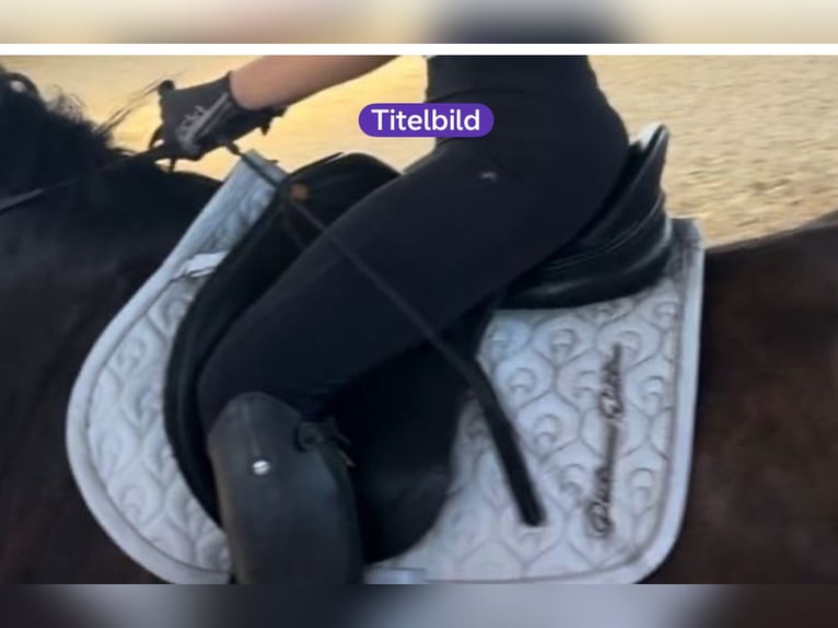 Vielseitigkeitssattel von JC NEU 17,5 mit Zubehör