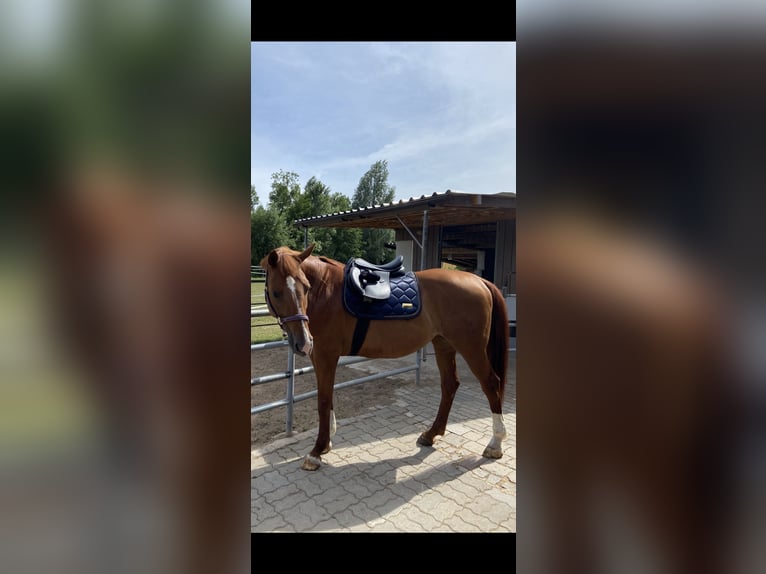 Vielseitigkeitssattel von Waldhausen „17'5,,