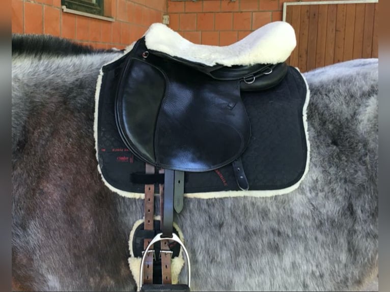 VS Sattel für leichtes Kaltblut oder Warmblut | topp Zustand