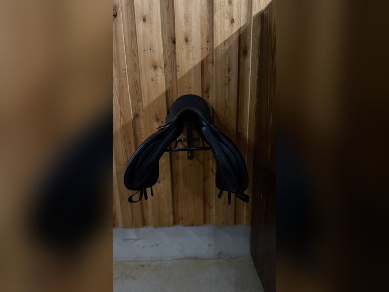 Wintec 500 VS HART 17,5" 44cm