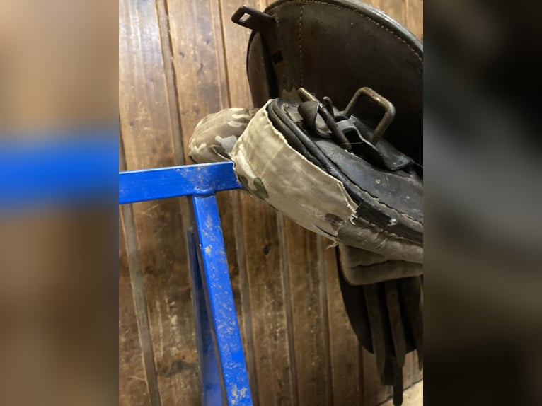 Bocksattel - Kavallerie Armeesattel - Wehrmacht englischer Sattel zu verkaufen