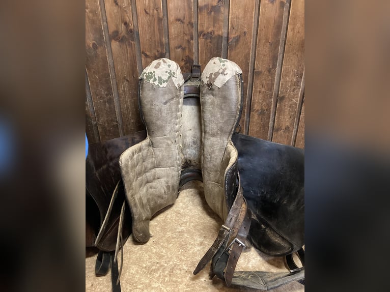 Bocksattel - Kavallerie Armeesattel - Wehrmacht englischer Sattel zu verkaufen