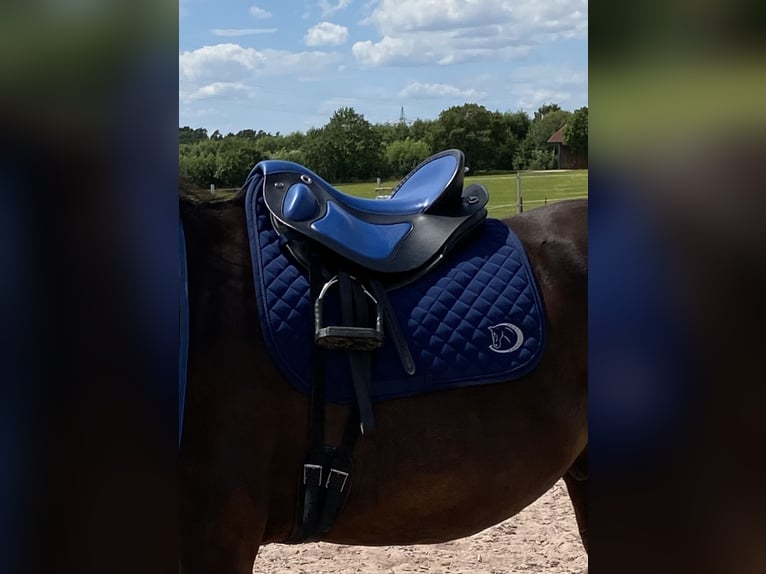 Deuber Quantum Sport S3 Deuber Quantum Sport S3