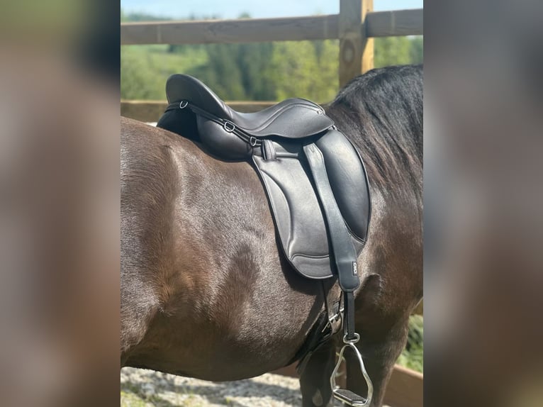 Luxus Freizeitsattel für sehr breite Pferde — 42 cm — 17,5",  KW 36, Probeversand