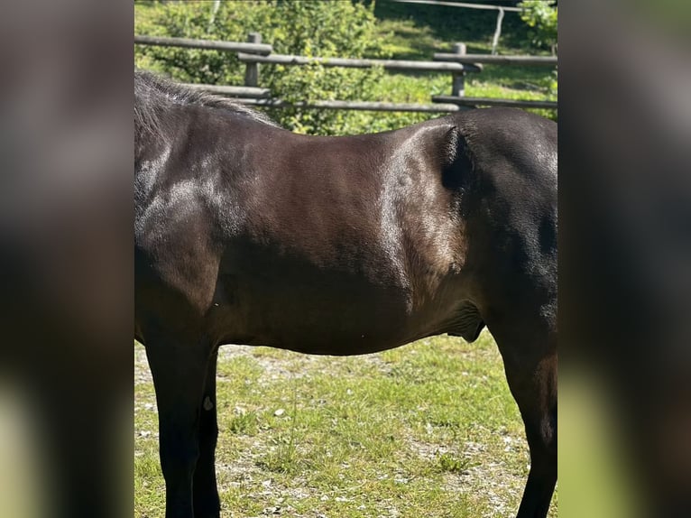 Luxus Freizeitsattel für sehr breite Pferde — 42 cm — 17,5",  KW 36, Probeversand