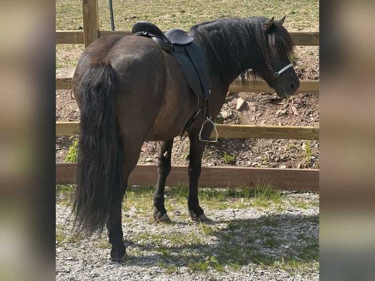 Luxus Freizeitsattel für sehr breite Pferde — 42 cm — 17,5",  KW 36, Probeversand