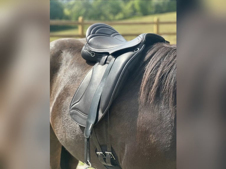 Luxus Freizeitsattel für sehr breite Pferde — 42 cm — 17,5",  KW 36, Probeversand