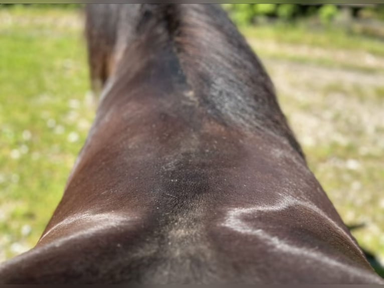 Luxus Freizeitsattel für sehr breite Pferde — 42 cm — 17,5",  KW 36, Probeversand