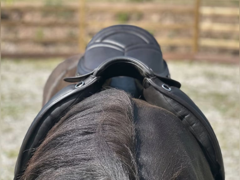 Luxus Freizeitsattel für sehr breite Pferde — 42 cm — 17,5",  KW 36, Probeversand