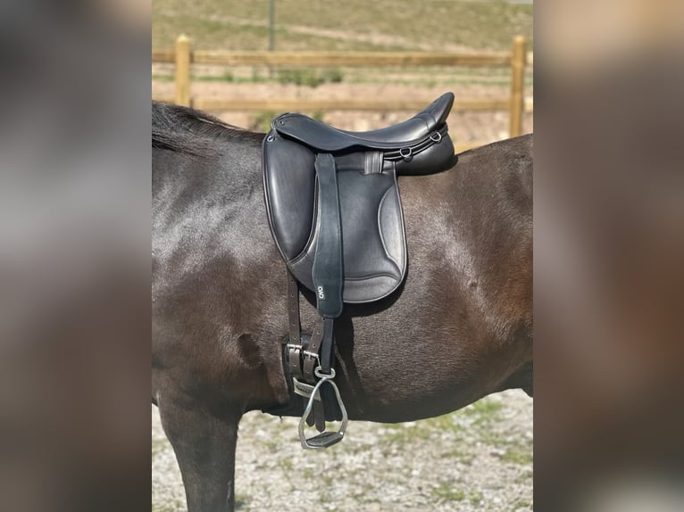 Luxus Freizeitsattel für sehr breite Pferde — 42 cm — 17,5",  KW 36, Probeversand