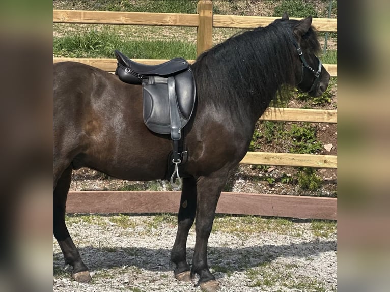 Luxus Freizeitsattel für sehr breite Pferde — 42 cm — 17,5",  KW 36, Probeversand