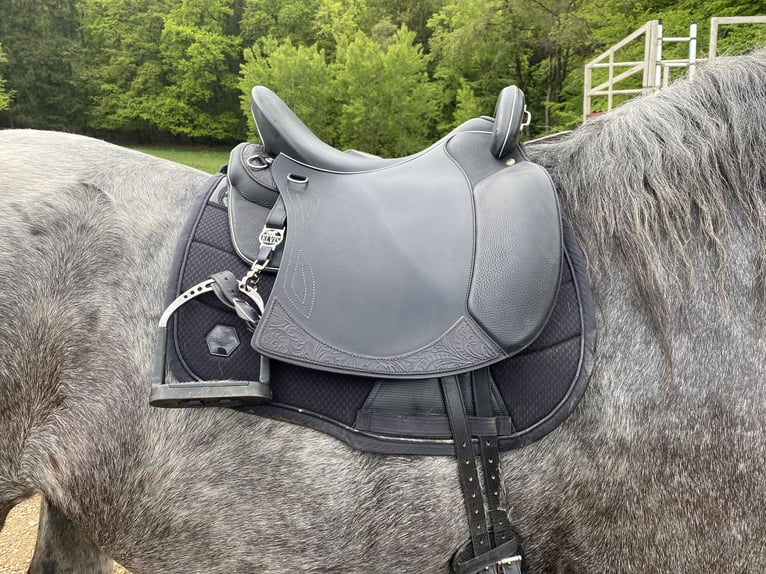 Sommer Salvadore Sattel Noriker Kaltblut 33 Kammer schwarz 18,5