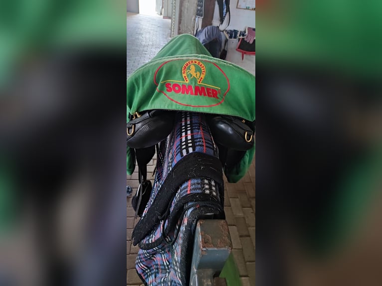 Top gepflegter Sommer Wanderreitsattel Evolution Dressur 