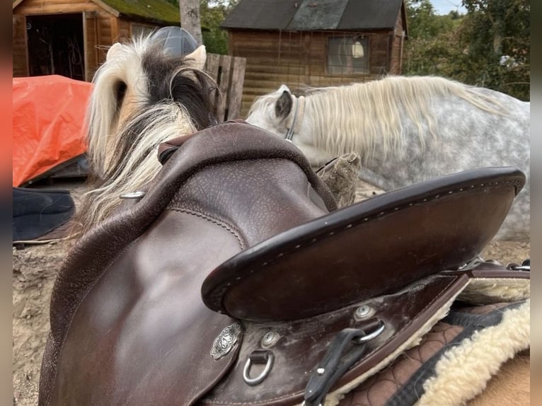 Way Out West Crossover Sattel, Wanderreiten/Dressur