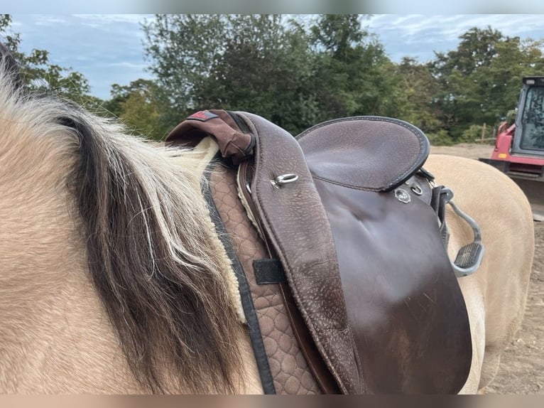 Way Out West Crossover Sattel, Wanderreiten/Dressur